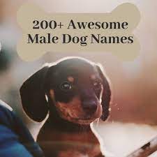 200 cool male dog nameeanings