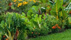 Vegetable Garden Ideas Forbes Home