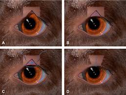 eyelid neoplasms in the dog and cat