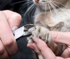 how to take care of your cat s nails