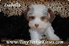 It's never been easier to search for puppies across the. Morkie Puppies Maltese X Yorkie In California Price 850 For Sale In Vacaville California Best Pets Online