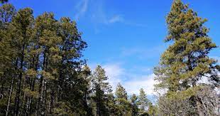 This is why dispersed camping is only permitted in designated dispersed camping areas for 7 days in in contrast to camping in developed campsites, dispersed camping is more primitive, and no prescott national forest 344 s. Prescott Basin Designated Dispersed Camping Prescott Az