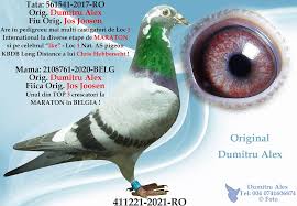 Check spelling or type a new query. Romanian Racing Pigeons Posts Facebook