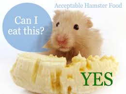 Hamster Food Treats Diet What Types How Much Often