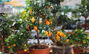 How To Plant And Care For Fruit Trees