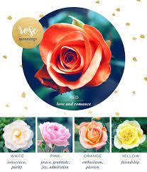 rose flower meaning and symbolism ftd com