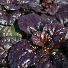 black scallop bugleweed ajuga