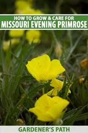 how to grow missouri evening primrose