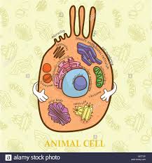 Cell Biology Diagram Stock Photos Cell Biology Diagram