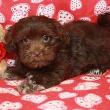 The puppies are located at our farm in bonifay, fl. Visit Our Havanese Puppies For Sale Near Hollywood Florida