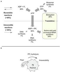 Pyrophosp And Irreversibility In