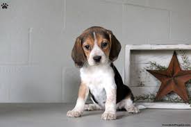 beagle puppies greenfield
