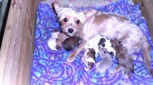 At this time they learn how to be a puppy from their litter mates and their. Whelping Yorkshire Terrier Having Puppies And Mommy Mya