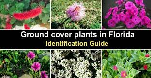 32 Ground Cover Plants In Florida With