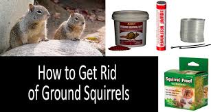 The most proven track record of getting rid of squirrels is an exterminator. How To Get Rid Of Ground Squirrels Top 6 Best Squirrel Control Products