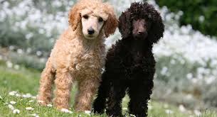 The cheapest offer starts at £123. Poodle Colors Do You Know How Many Poodle Coat Colors There Are
