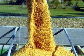 Corn Converting Wet Weight To Dry Weight Agfax