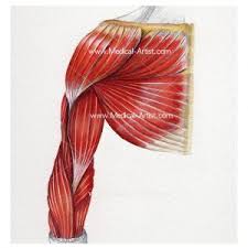 Female human body muscle map. Muscular System Medical Illustrations Ready To Create And License