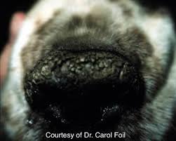 dry nose in dogs causes and treatment