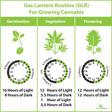 How To Use The Gas Lantern Routine Glr Cannabis For
