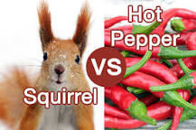 what-does-cayenne-pepper-do-to-squirrels