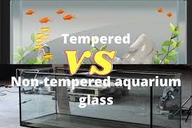 tempered vs non tempered aquarium