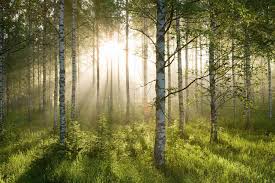 fascinating facts about forest biomes