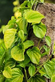 betel leaves climbing plant tree trunk