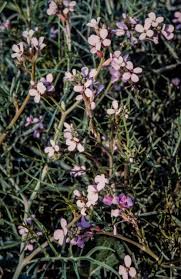 Erucaria hispanica (L.) Druce, Airacure Aava (World flora) - Pl ...