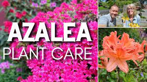 💜 Azalea Plant Care | Friday Plant Chat 💜 - YouTube