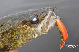 Crankbait Vibration For Walleyes In