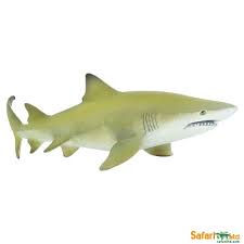 It has a flattened head with a short, broad snout and the second dorsal fin is almost as large as the first. Safaripedia Lemon Shark
