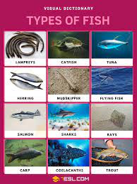 types of fish list of fish with
