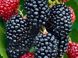 Blackberries have some of the highest antioxidant levels of any fruit, even higher than blueberries and raspberries. Thornless Blackberry Woodbridge Fruit Trees