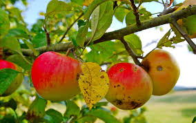 the 6 most common apple tree diseases