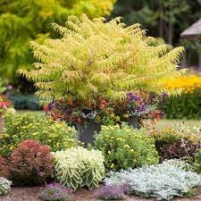 21 best shrubs for shade that thrive