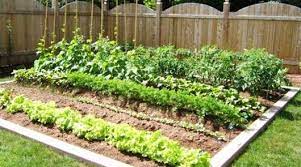 Vegetable Garden S Diy Tips