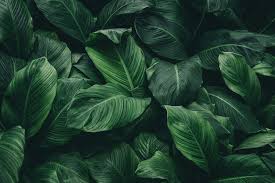 green leaf background images free