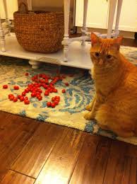 Solanine is a bitter poisonous alkaloid. My Cat Likes To Eat Tomatoes Funny