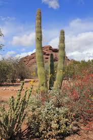 desert botanical garden phoenix