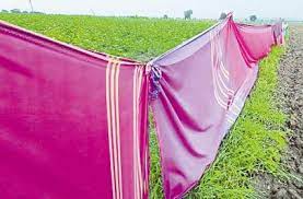 Farmers Using Bathukamma Sarees To Curtains Around The Crops - Sakshi