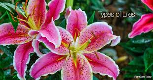 types of lilies and lily like flowers