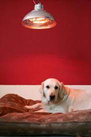 Hyperdrug heat lamps and bulbs for puppies. Heat Lamp Or Heat Pad For Puppies Why Is It Very Important For Your Puppies Warmth