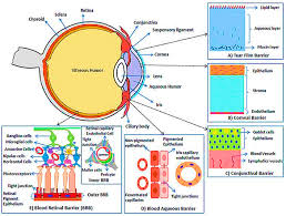 a review on dry eye disease treatment