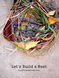 Build a Bird's Nest | Bird nest, Forest school activities, Walking in nature