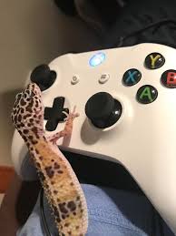 I do my best to make funny gaming videos and i upload a video weekly! My New Xbox Gamer Pic Thought It Was Pretty Funny Leopardgeckos