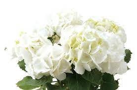 ハイドランジア シュガーホワイト | お花を贈るなら第一園芸オンラインショップ