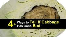 Can old cabbage make you sick?