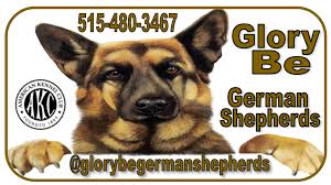 White german shepherd pups and trained dogs we breed intelligent, well tempered, german shepherds and occasionally tiger shepherds from stunning, top health adults. Glory Be German Shepherds Home Facebook