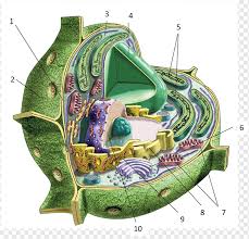 A cell is the basic unit of life in all organisms. Cell Wall Png Images Pngwing